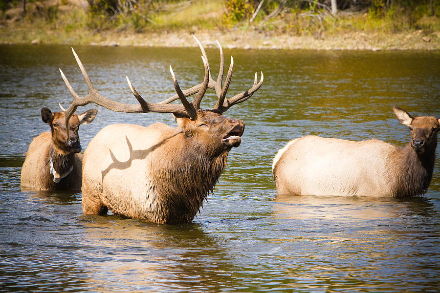 Elk Bugle Estes Lake Colorado Photograph by James BO Insogna