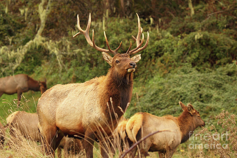 Elk Bull Looking Out For Herd Photograph by Max Allen