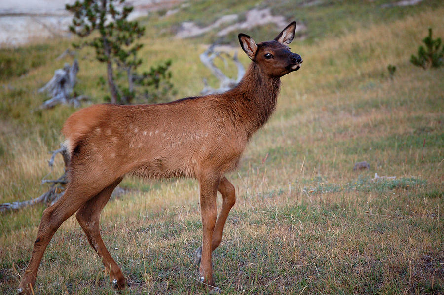 Elk Calf In Yellowstone Photograph