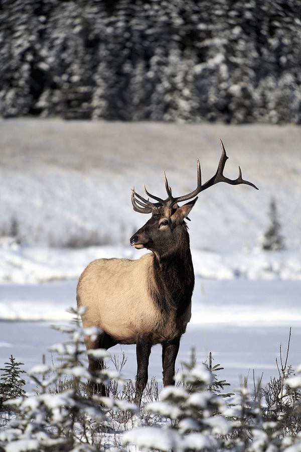 Animal Photograph - Elk Cervus Canadensis Bull Elk During by Richard Wear