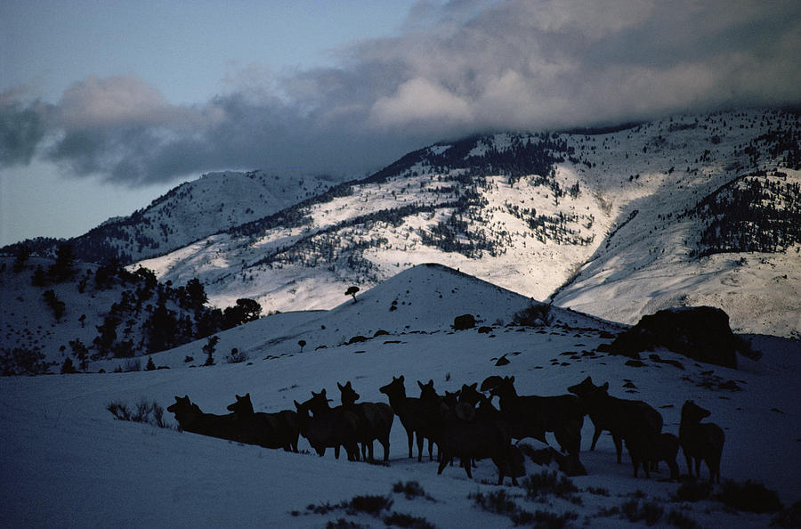 Elk Cervus Elaphus Herd Collecting Photograph by Michael Quinton