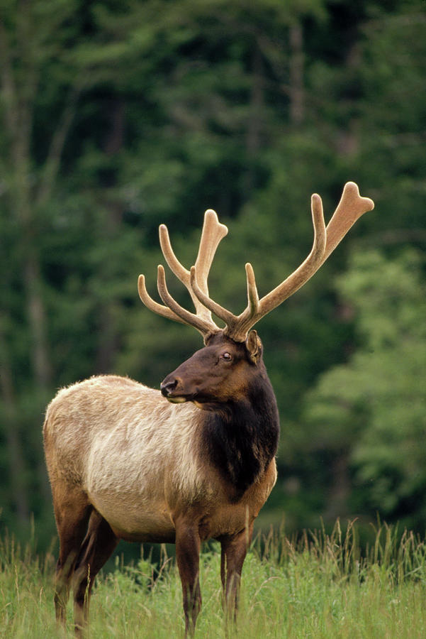 Elk Male Portrait Photograph by Gerry Ellis