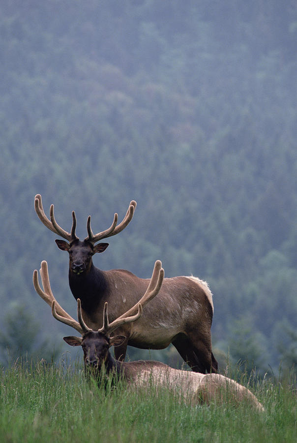 Elk Cervus Elaphus Pair, One Resting Photograph by Gerry Ellis