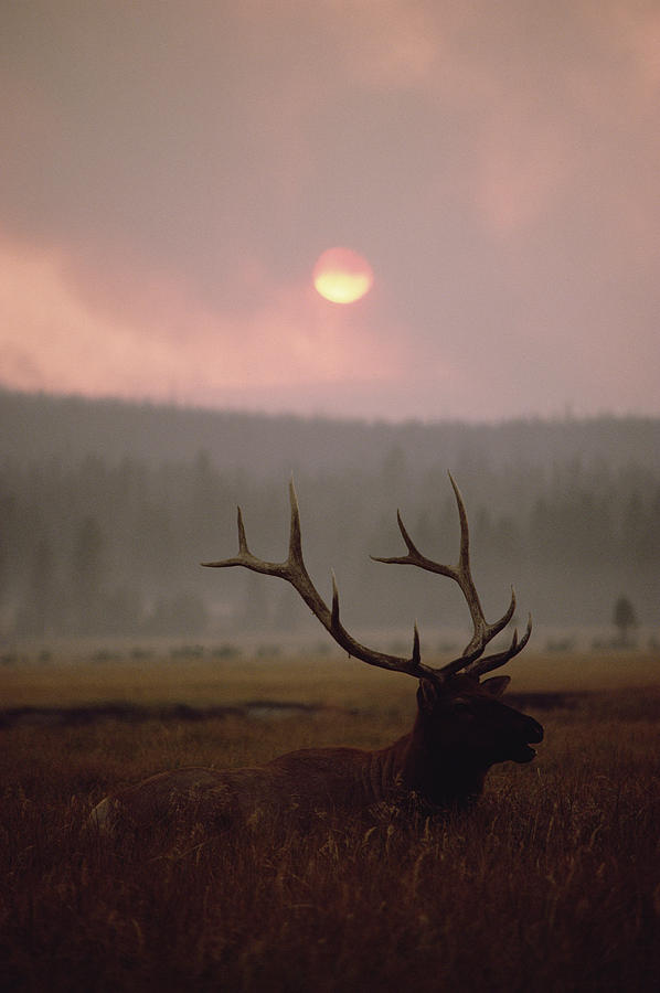 Elk Cervus Elaphus Resting In Tall Photograph by Michael Quinton