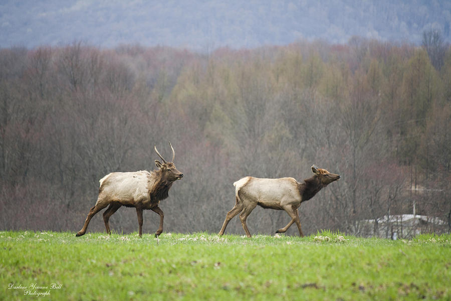 Wildlife Photograph - Elk Chase by Darlene Bell
