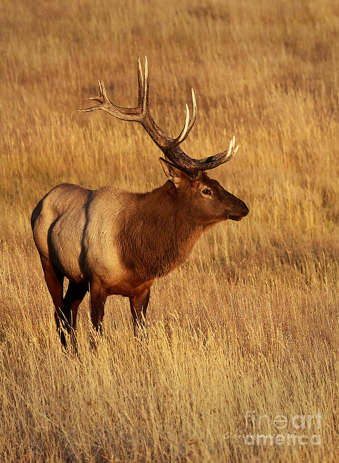 Elk Photograph by Clare VanderVeen