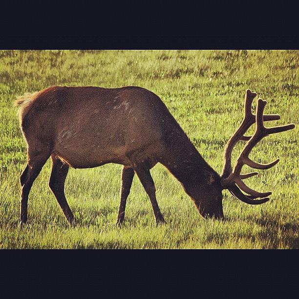 Elk Photograph - #elk by Dave Nilsen