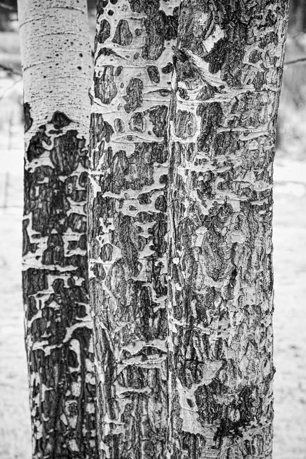 Tree Photograph - Elk Gnawed Horning Aspen Trees BW Fine Art Print  by James BO Insogna