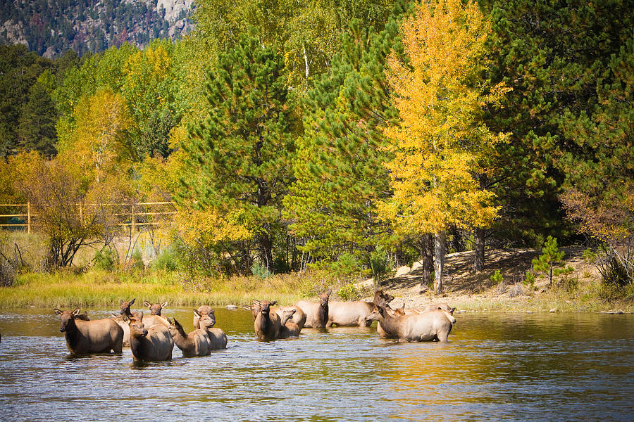 Elk Heard Estes Park Colorado Rut Photograph by James BO Insogna