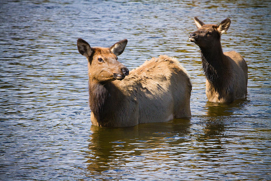 Animal Photograph - Elk in Colorado Estes Lake by James BO Insogna