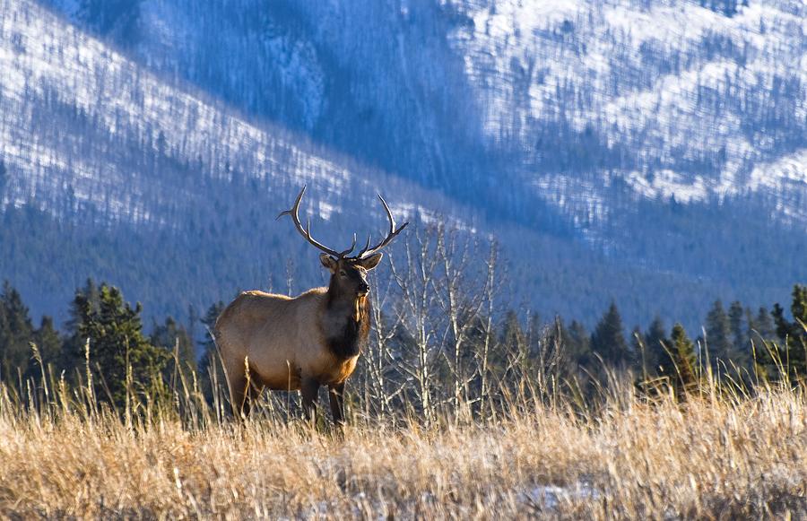 Banff National Park Photograph - Elk In Forest, Banff National Park by Philippe Widling