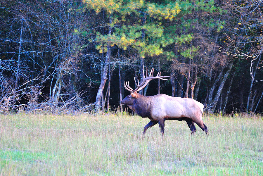 Elk in Great Smoky Mountains Photograph by Michele Leonard