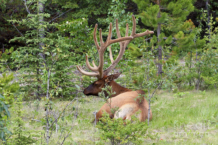Elk in Jasper National Park Photograph by Teresa Zieba