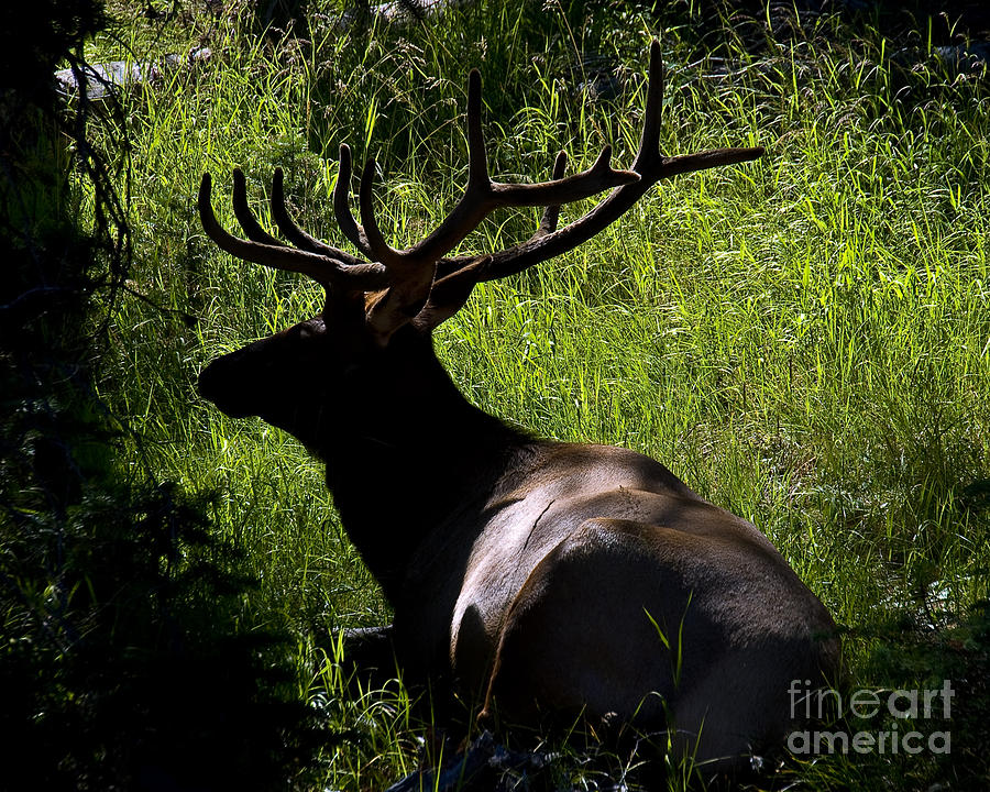 Elk in Shadows Photograph by Chuck Flewelling