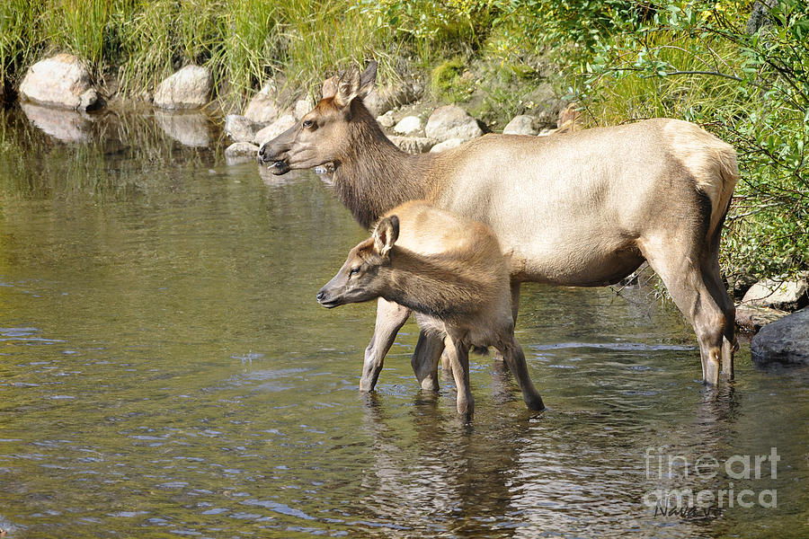 Elk in Colorado Stream Photograph by Nava Thompson