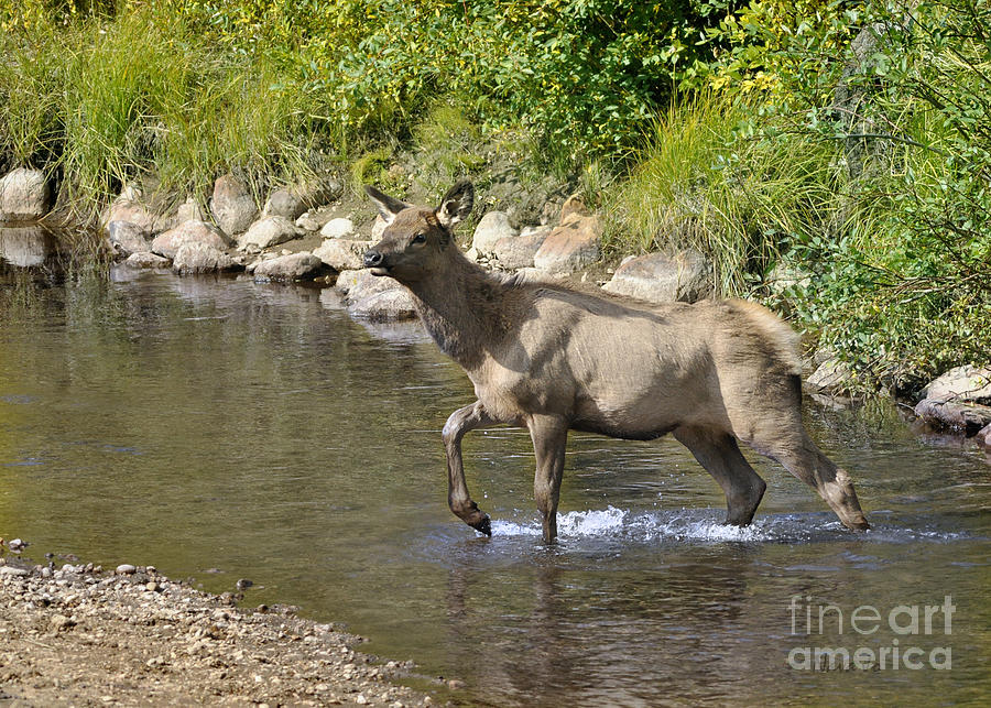Elk in Stream RMNP Photograph by Nava Thompson