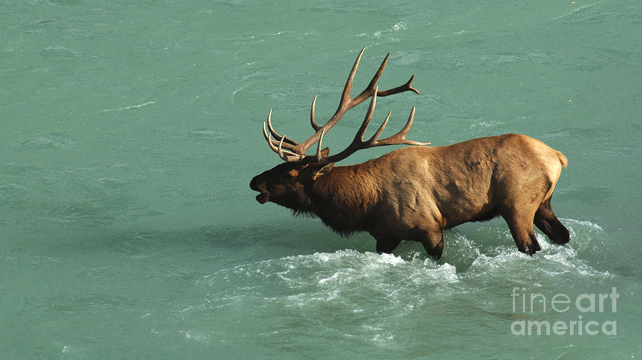 Jasper National Park Photograph - Elk In The Athabasca River by Bob Christopher