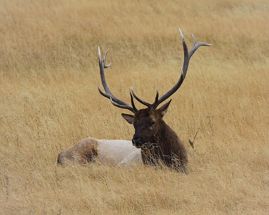 Elk In The Meadow Photograph by Steve McKinzie