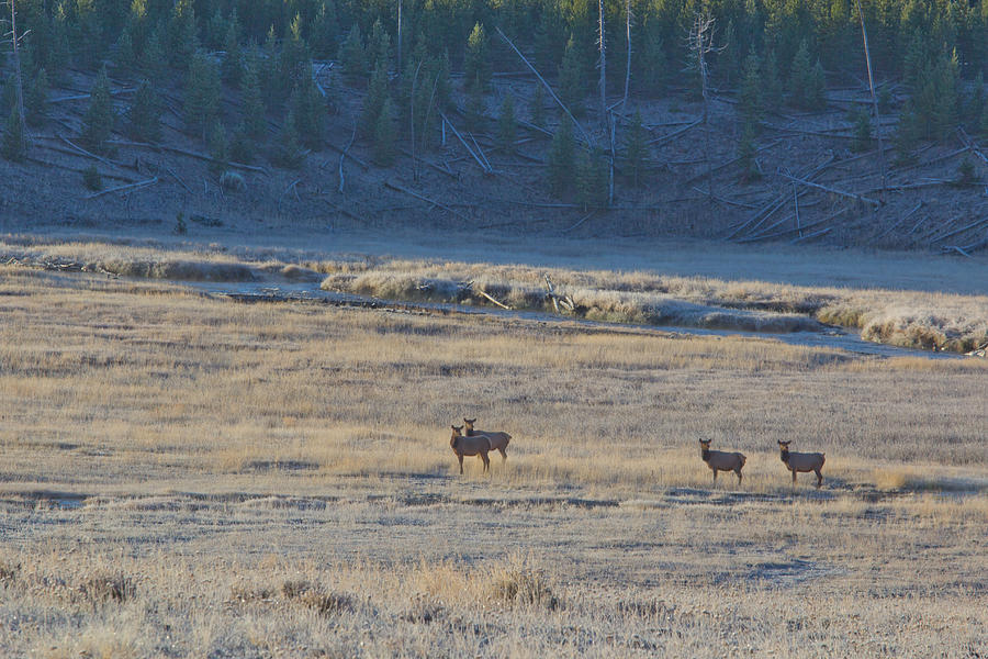 Elk in the Morning Photograph by Twenty Two North Photography - Fine ...