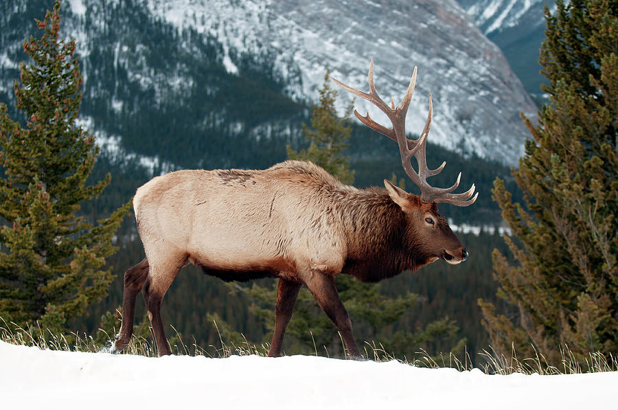 Elk in the Rockies Photograph by Terry Dadswell