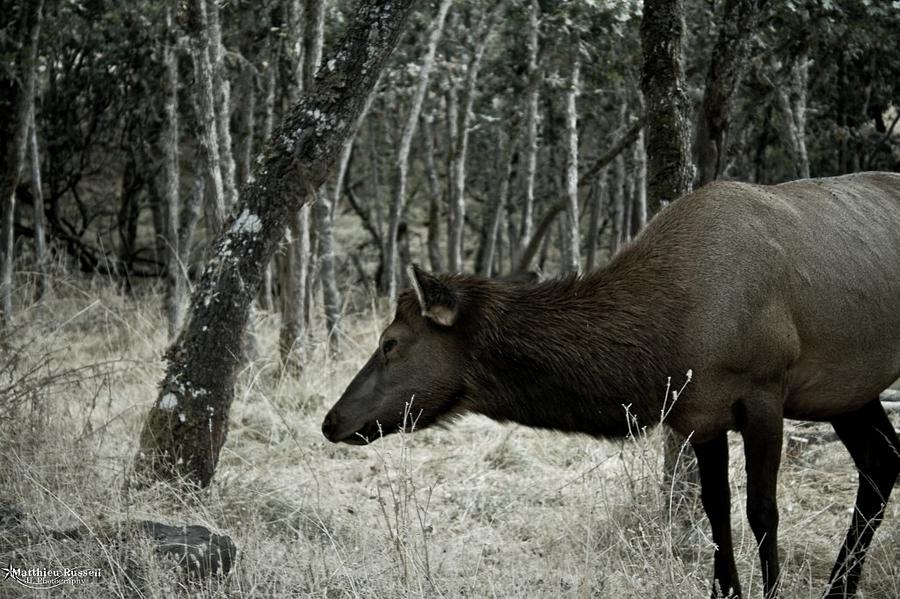 Elk in the woods 2 Photograph by Matthieu Russell - Fine Art America