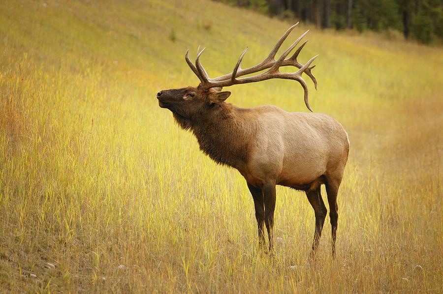 Jasper National Park Photograph - Elk, Jasper, Alberta, Canada by Don Hammond