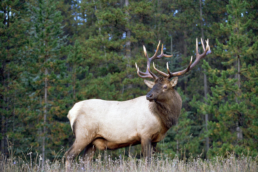 Elk Male Portrait North America Photograph by Tim Fitzharris