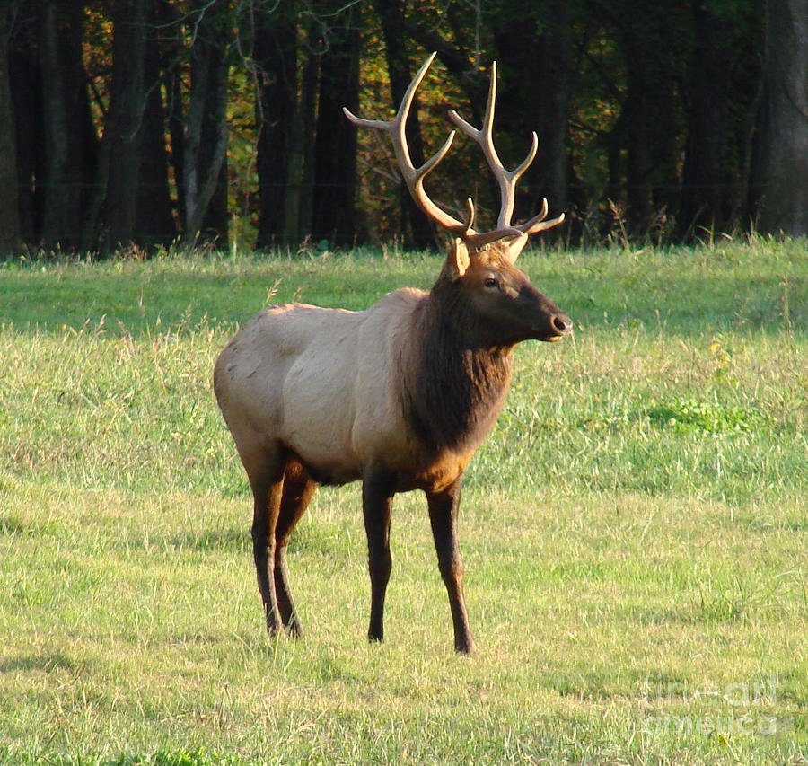 Elk Photograph by Mary Halpin