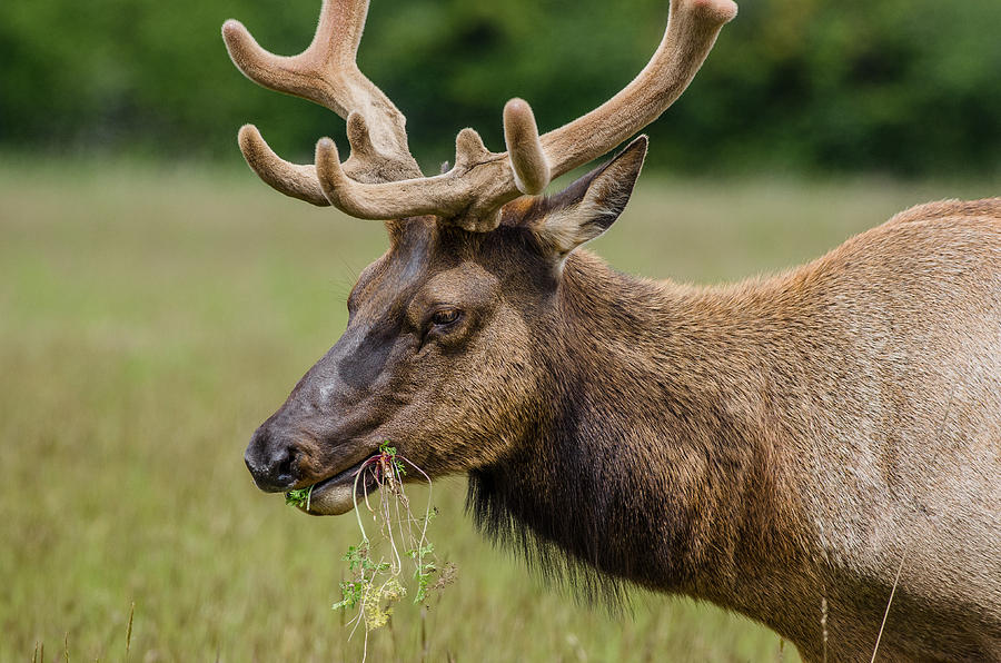 Elk Mastication Photograph by Greg Nyquist
