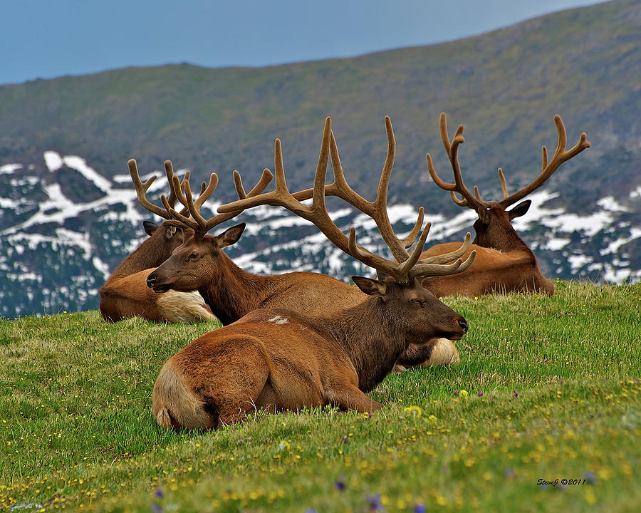 Elk on the Tundra Photograph by Stephen Johnson
