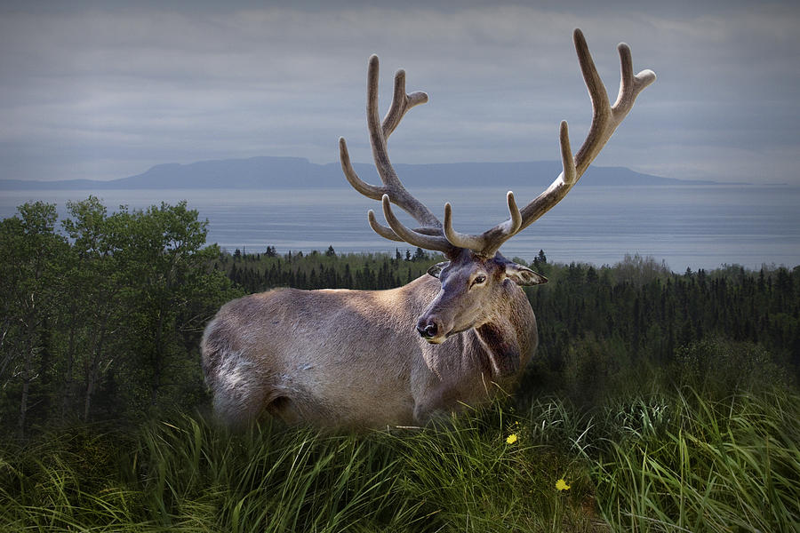 Elk or Wapiti Photograph by Randall Nyhof