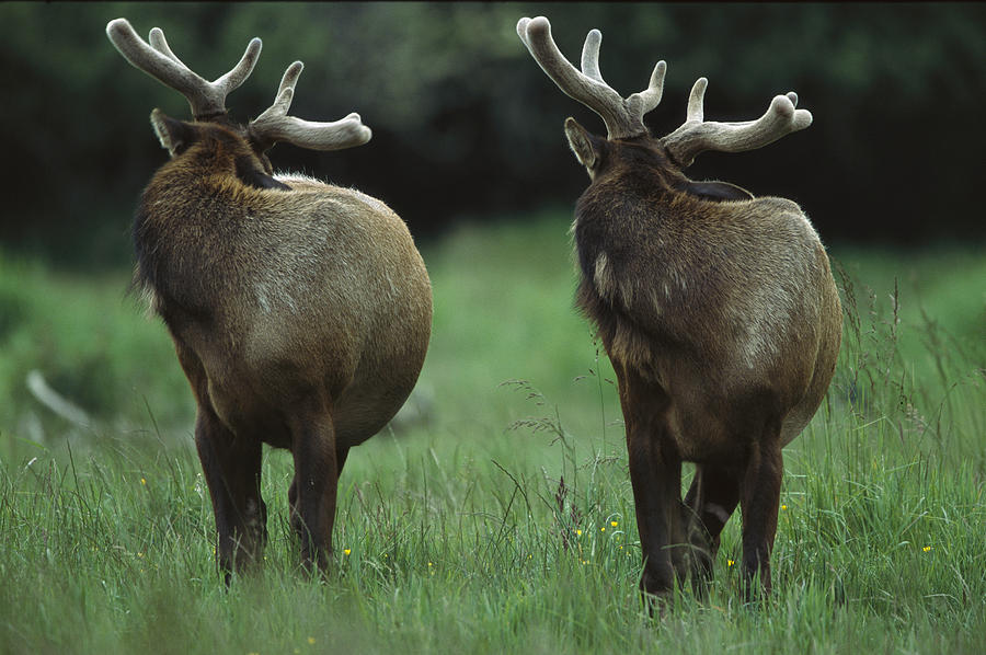 Elk Pair Looking Behind Them Redwood Photograph by Tim Fitzharris