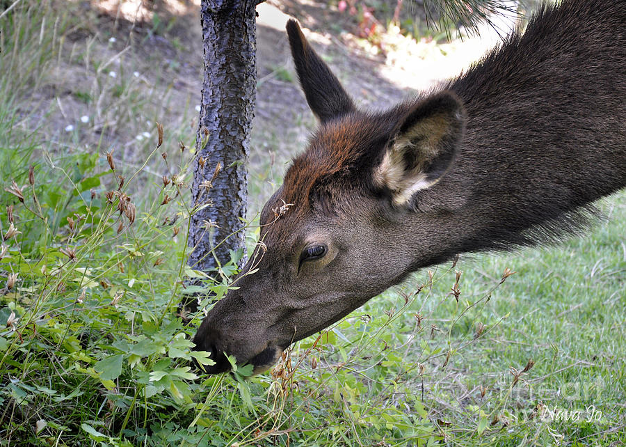Elk Picnic Photograph by Nava Thompson