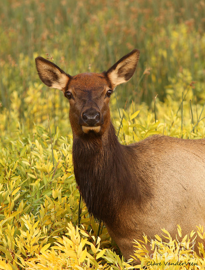 Elk Portrait Photograph by Clare VanderVeen