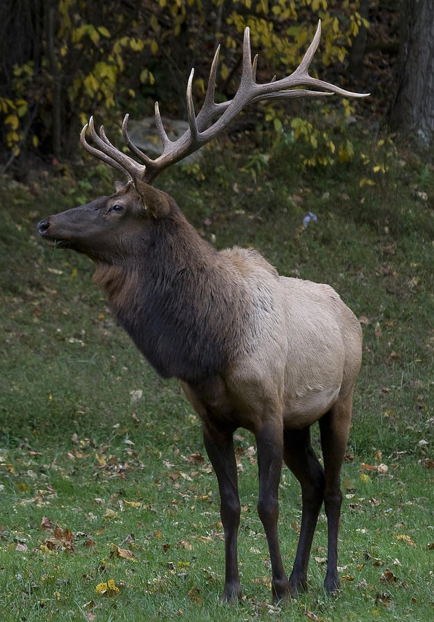 Elk Pride Photograph by Rick Hartigan