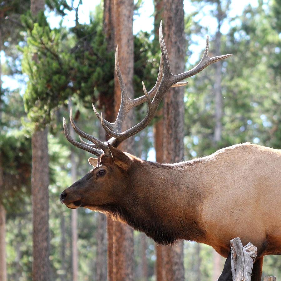 Elk Profile 2 Square Photograph by David Dunham