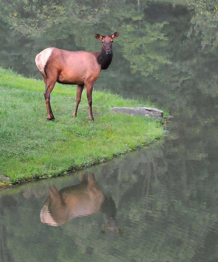 Elk Reflection Photograph by Alan Lenk