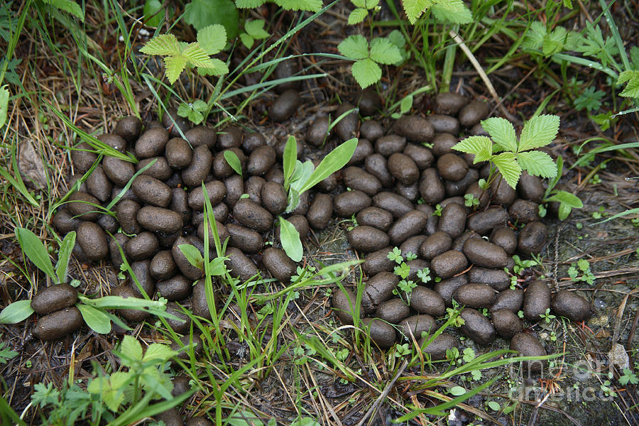 Elk Scat Photograph by Ted Kinsman