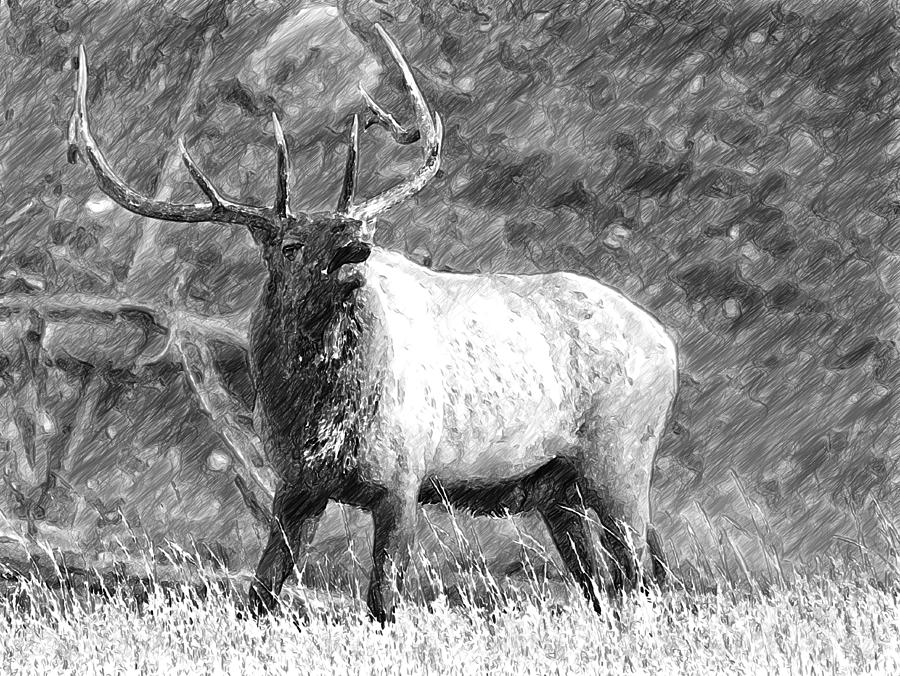 Elk Sketch Photograph by Wade Aiken