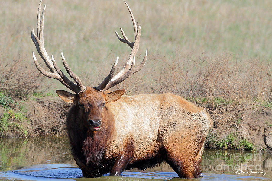 Elk Photograph by Steve Javorsky
