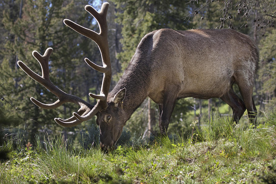 Elk with large velvet antlers feeding in Yellowstone National Park Photograph by Randall Nyhof