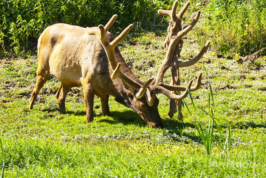 Elk with Velvet Photograph by Bob and Nancy Kendrick