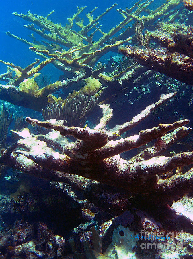 Elkhorn Coral- Old and New Photograph by Li Newton