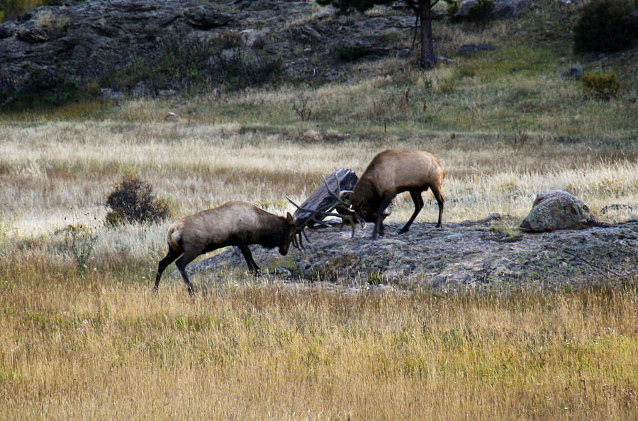 Elks Rutting Photograph by Marilyn Hunt