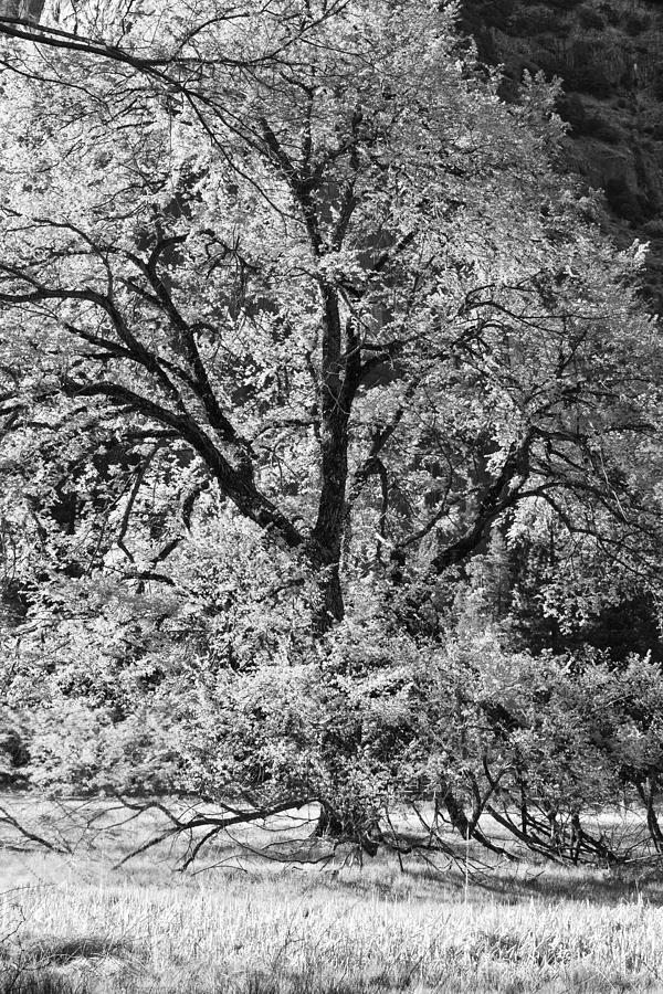 Black And White Photograph - Elm in Black and White by Rick Berk
