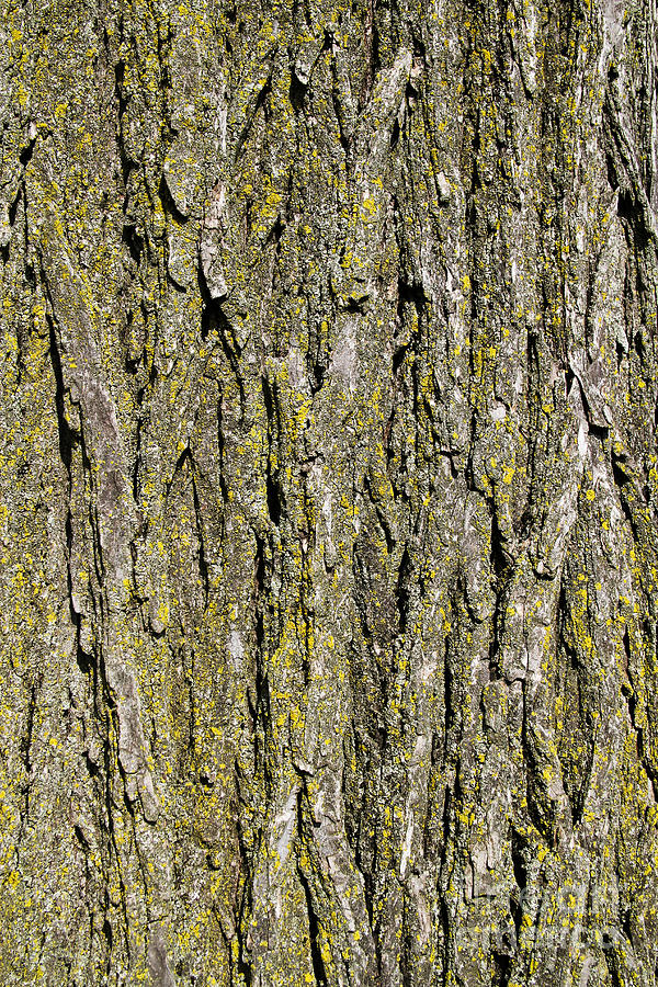 Elm Tree Bark by Photo Researchers, Inc.