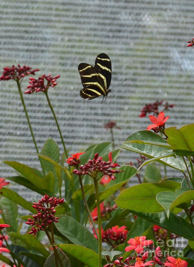 Butterfly Photograph - Elusive by Carol  Bradley