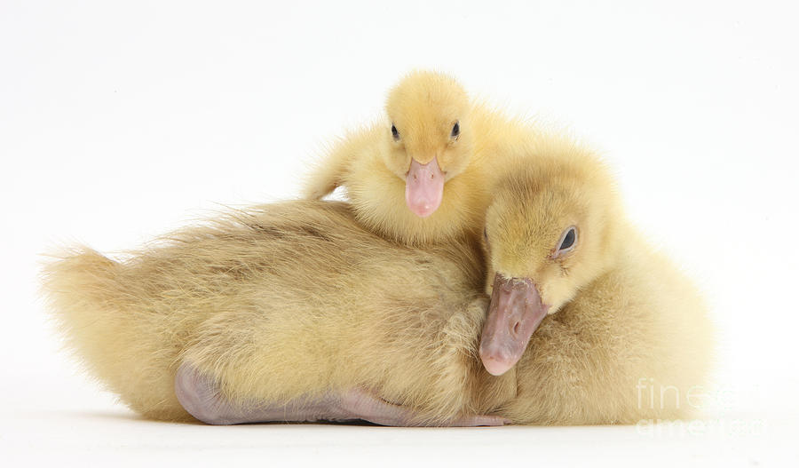 Embden X Greylag Gosling And Call Photograph by Mark Taylor