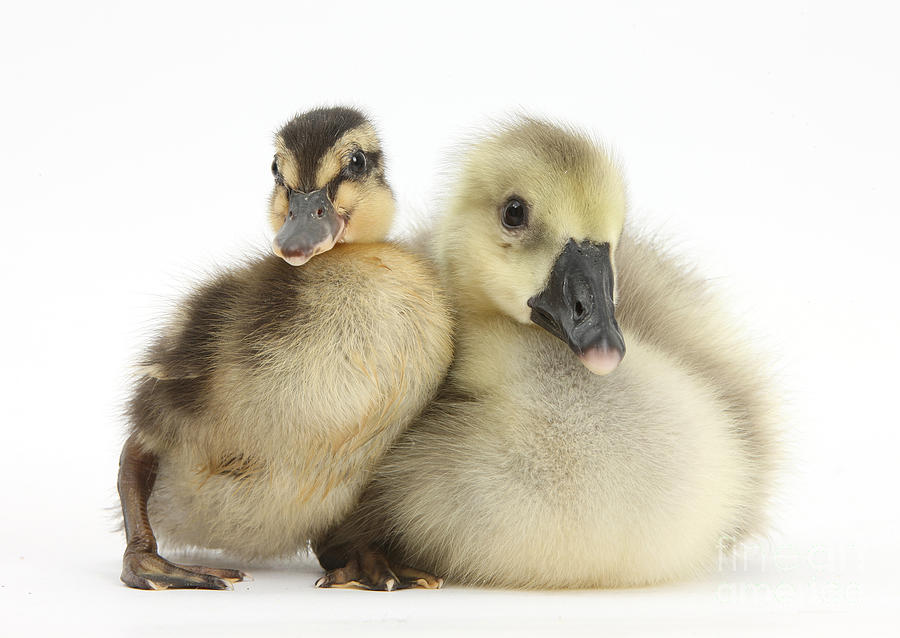 Nature Photograph - Embden X Greylag Gosling And Mallard by Mark Taylor