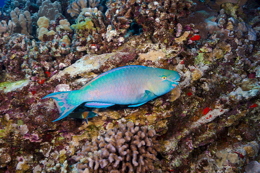 Ember Parrotfish Photograph by Dave Fleetham | Fine Art America